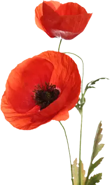 Mohn